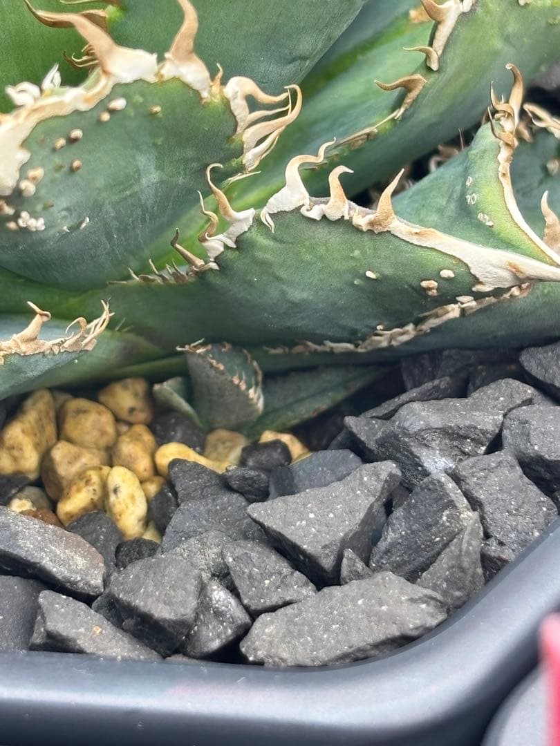 N*n様 アガベ チタノタ ぶつぶつ ノーネーム