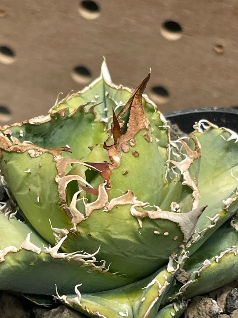 く*様 アガベ　チタノタ　冰雹　鉢のままメルカリ便発送