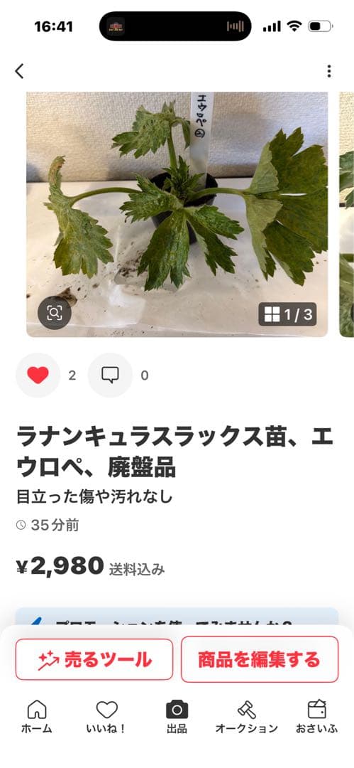 ラナンキュラスラックス苗、ポスポロス