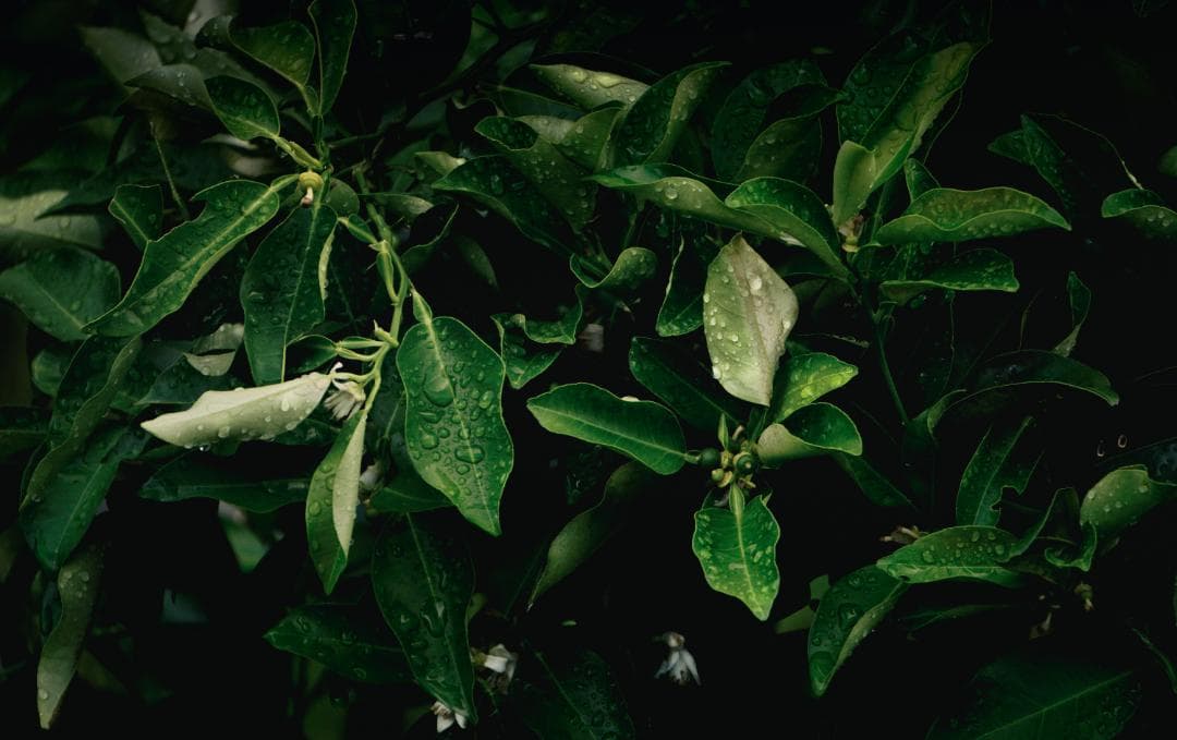 sony α5100 バッテリー 3個 充電器 セット