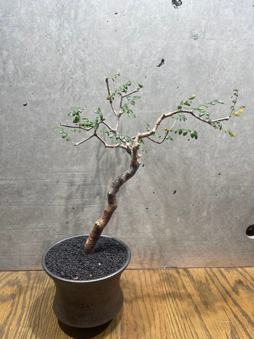 に*)様 コミフォラモンストローサ