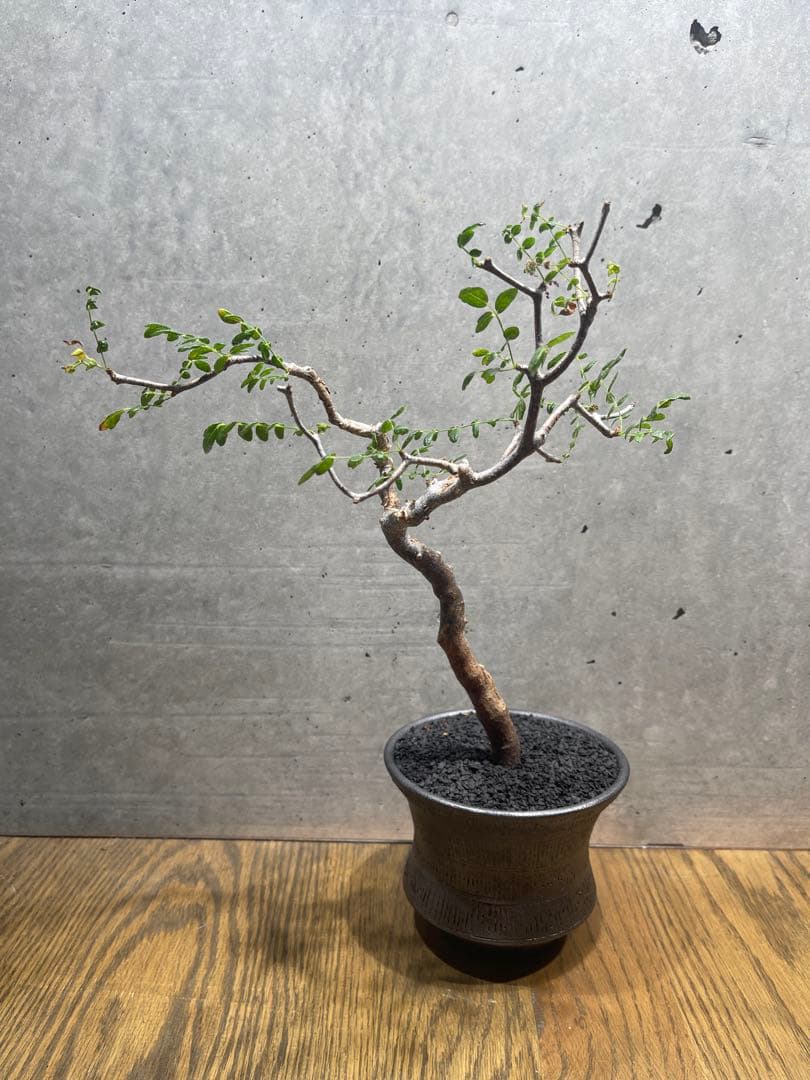 に*)様 コミフォラモンストローサ