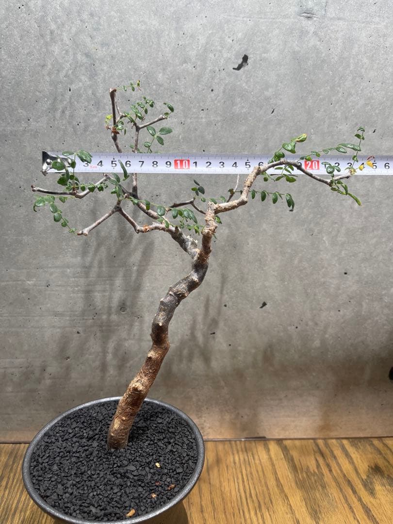 に*)様 コミフォラモンストローサ