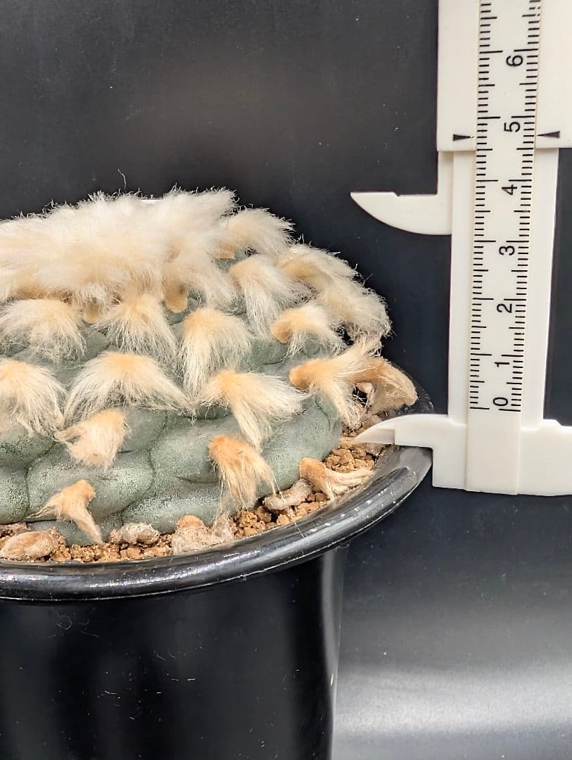 B*k様 ロホホラ 烏羽玉 鉢植え メルカリ便送料込み