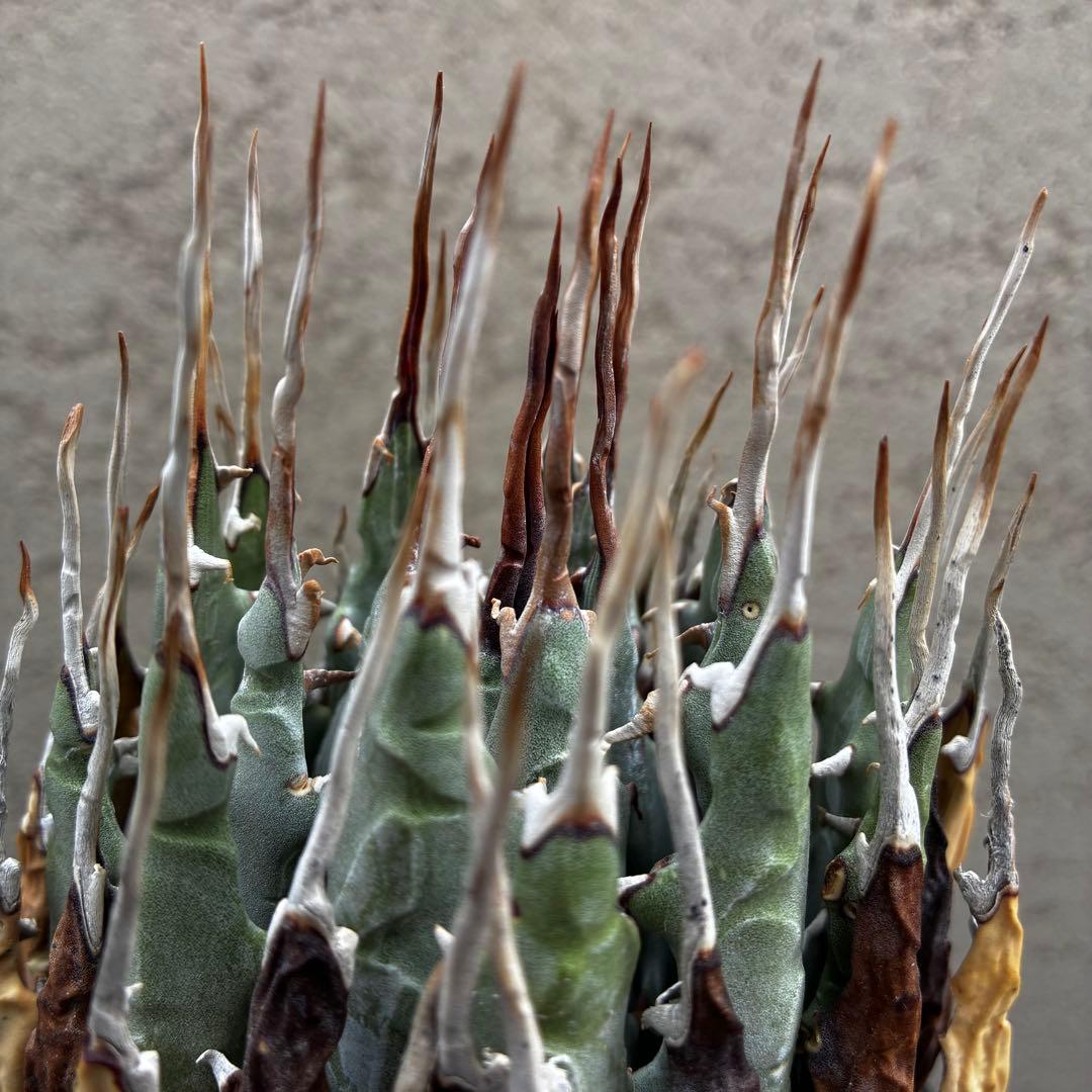 ★アガベ ユタエンシス エボリスピナ陽炎