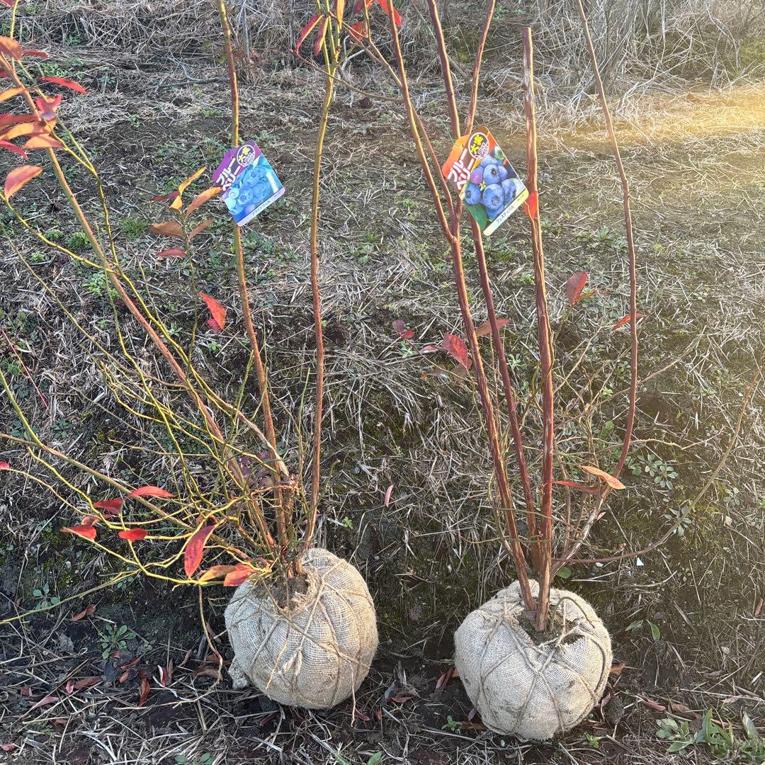 ご注文品　ブライトウェル＆フェスティバル　ブルーベリー準大苗セット