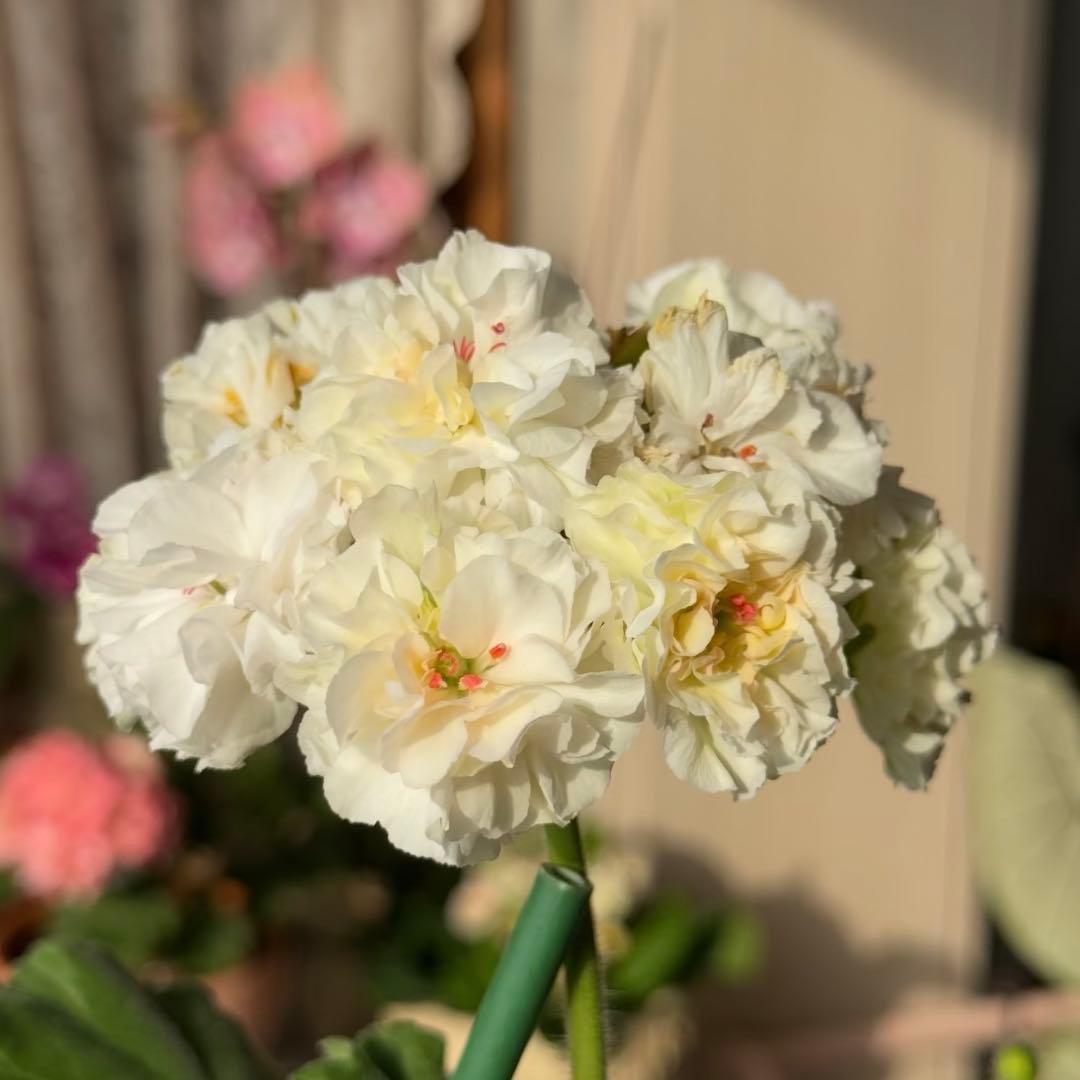 希少品種ゼラニウム　レア品種ゼラニウム　珍しいゼラニウムADL01