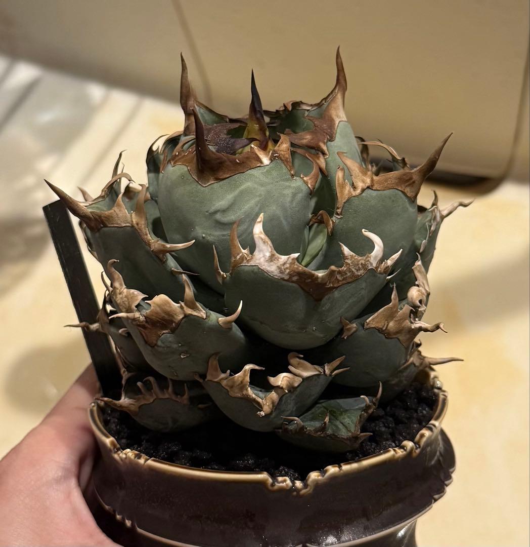 【鉢ごと発送】アガベ チタノタ 鳳凰(阿修羅)活着済み！【強バンド・丸型・青葉】