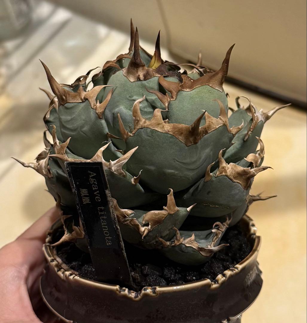 【鉢ごと発送】アガベ チタノタ 鳳凰(阿修羅)活着済み！【強バンド・丸型・青葉】