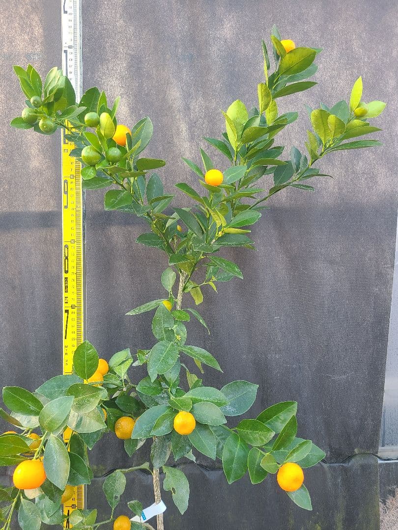 ①タチバナ（橘）実付き大株 6号鉢 接木3年生苗日本固有柑橘・耐寒性◎ 現品発送