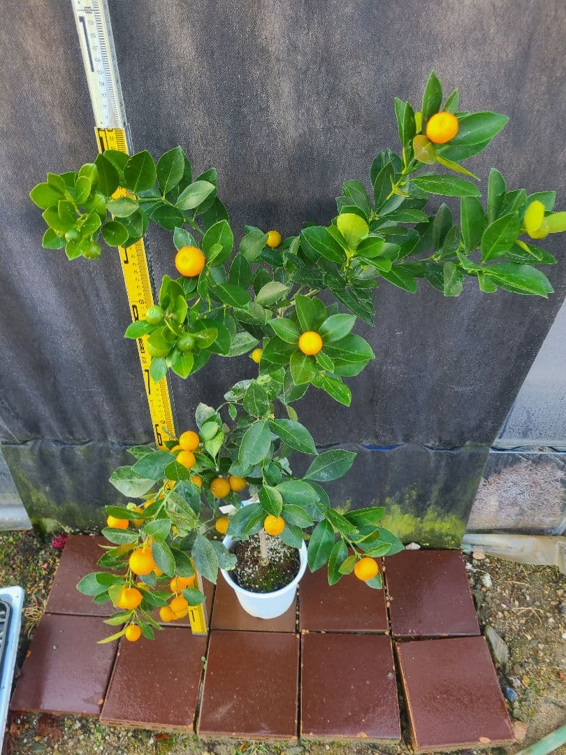 ①タチバナ（橘）実付き大株 6号鉢 接木3年生苗日本固有柑橘・耐寒性◎ 現品発送