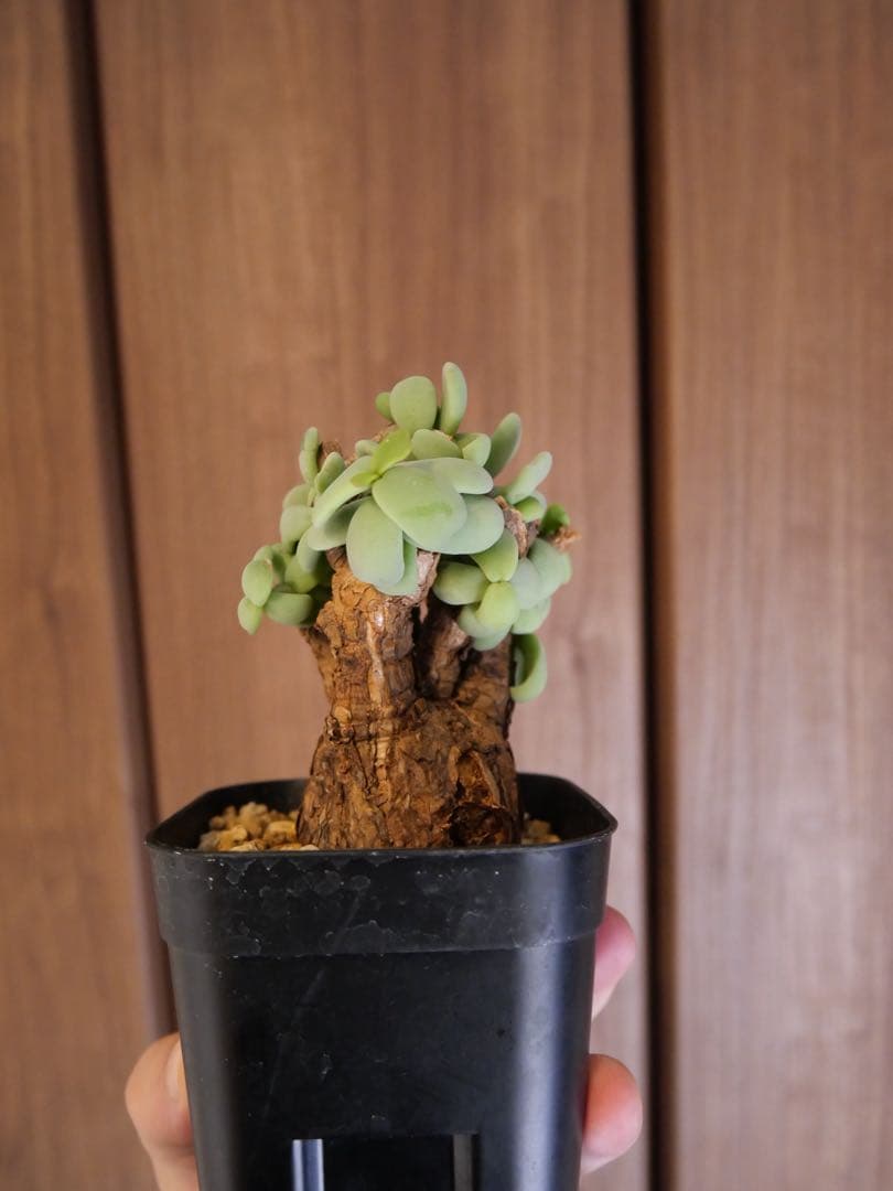 ケラリア　ピグマエア　現地株　発根済