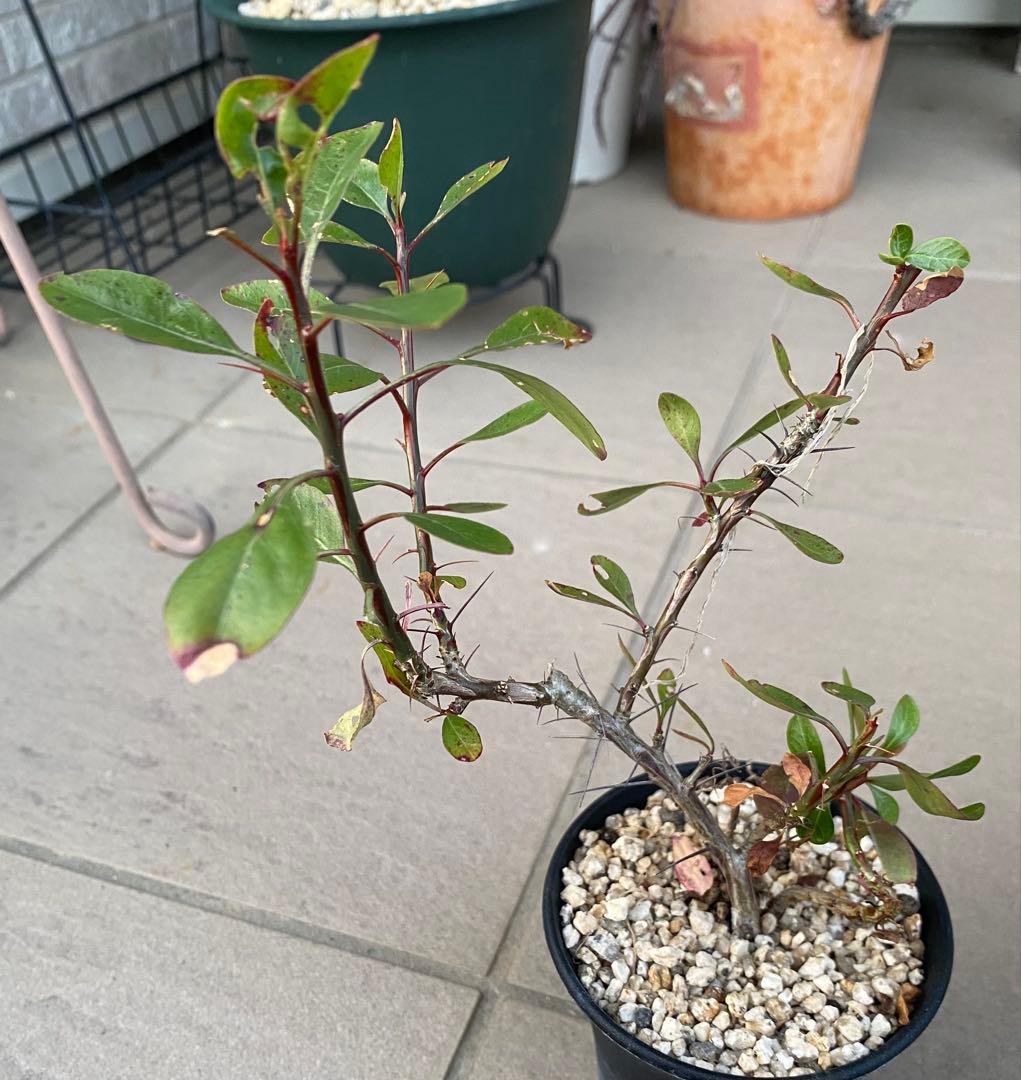 妖*屋様 妖塊屋様　フォークイエリア　ハイブリッド　プルプシー×ファシクラータ