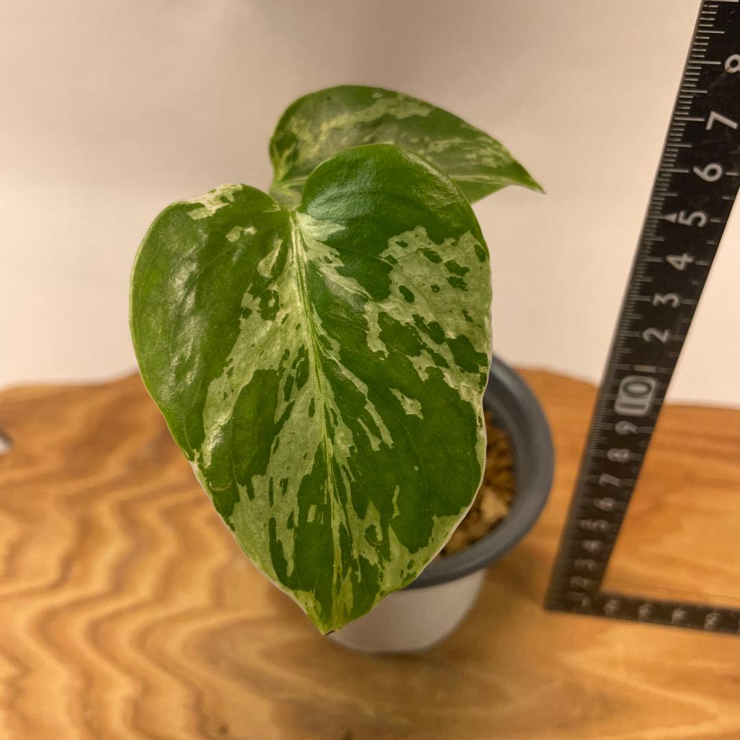 p*t様 L032品種保証！斑入り保証！モンステラ バルバソー フシギダネ　順化