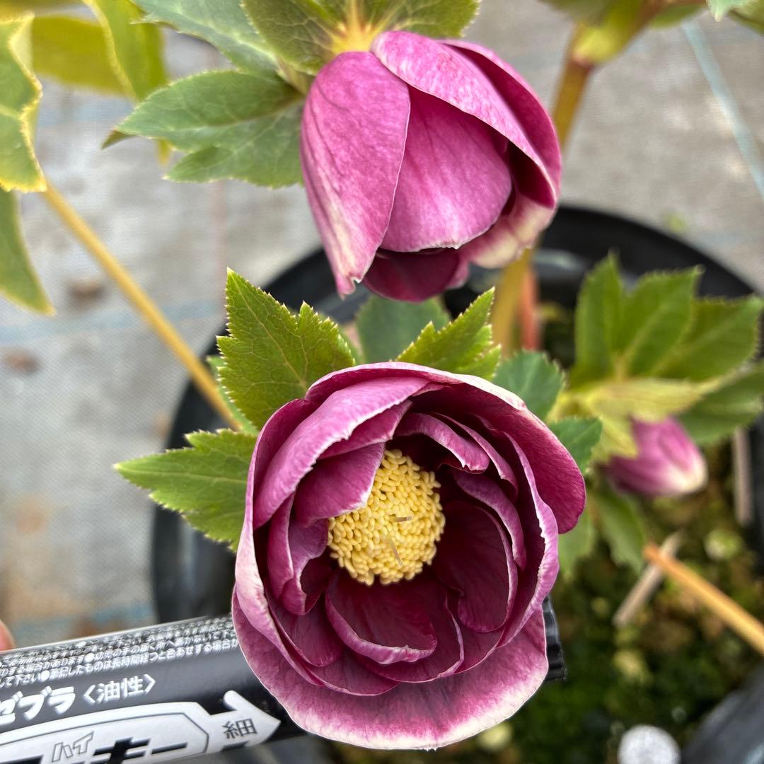クリスマスローズ　レッドオーレア　大苗　７寸 開花途中