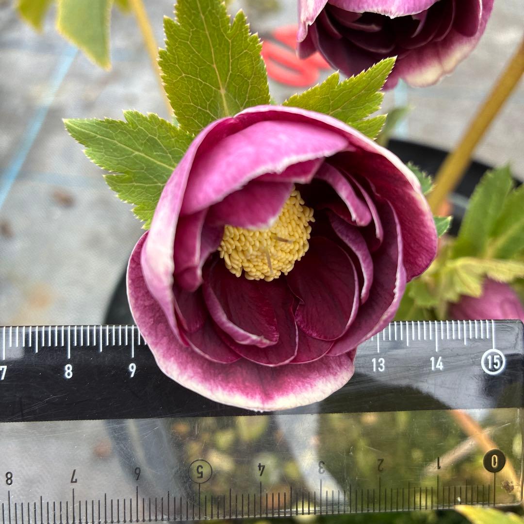 クリスマスローズ　レッドオーレア　大苗　７寸 開花途中