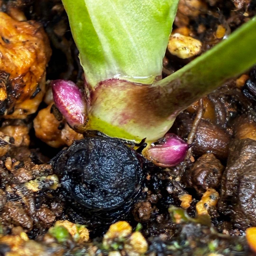 m*i様 3497☘️たくさん蕾花付き☘️２年間保管☘️⭐️ダーク⭐️超多弁⭐️