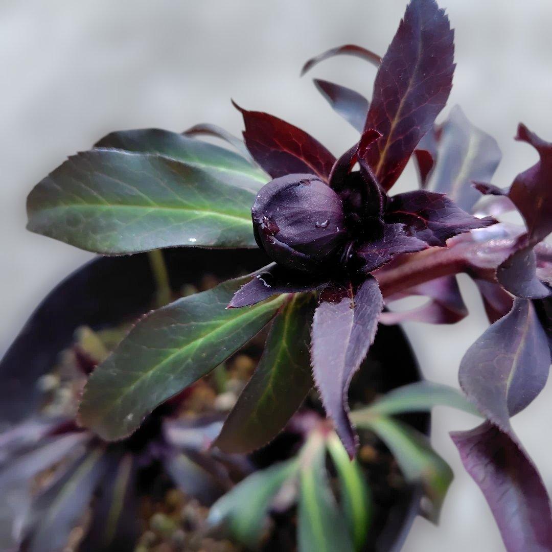 【開花株】クリスマスローズ　広瀬ブラック