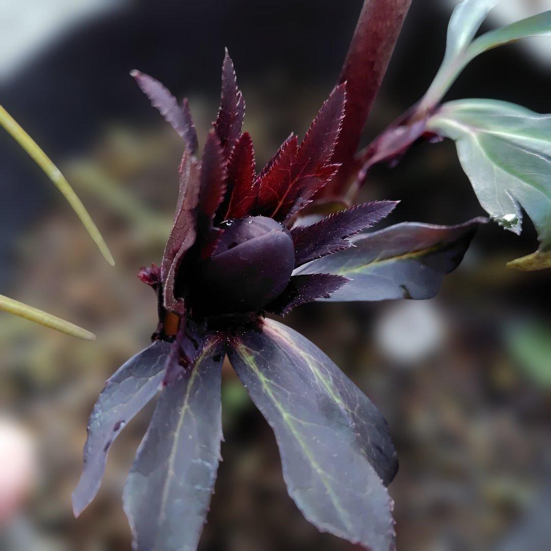 【開花株】クリスマスローズ　広瀬ブラック