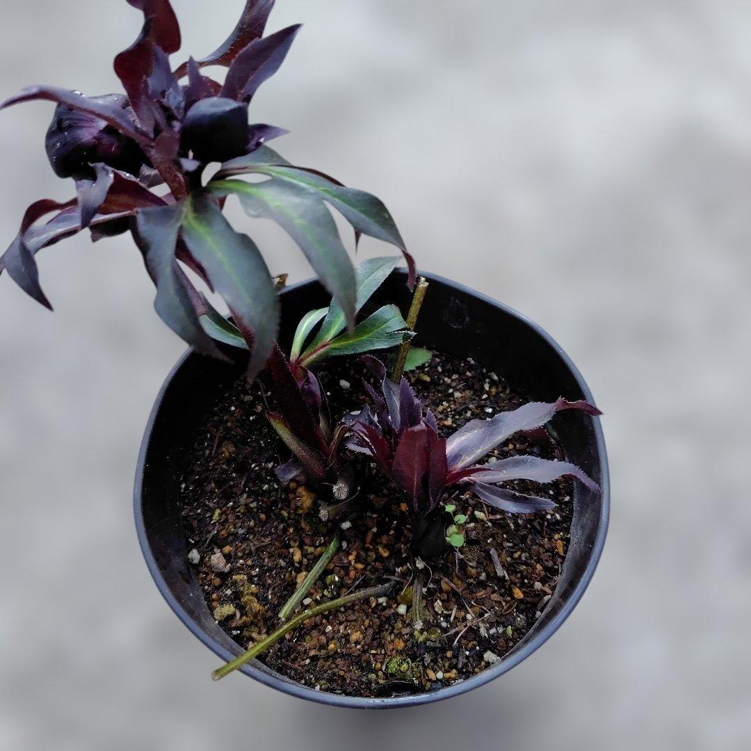 【開花株】クリスマスローズ　広瀬ブラック