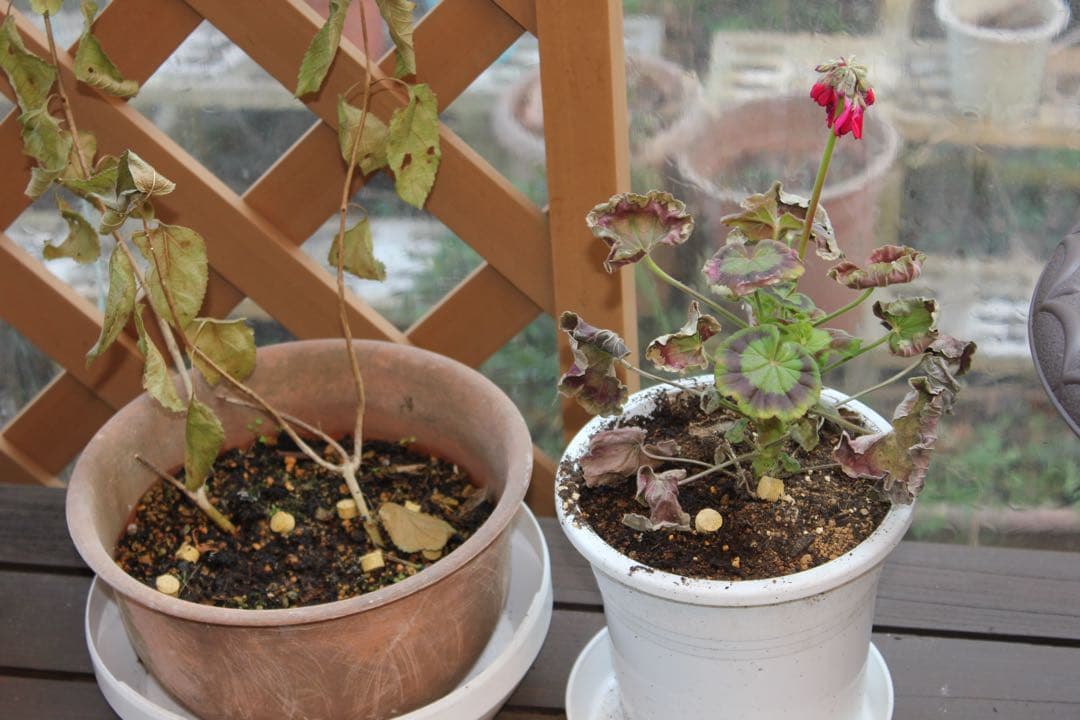 保証付き/デジタルー眼レフカメラ/canon kiss x9 望遠レンズセット