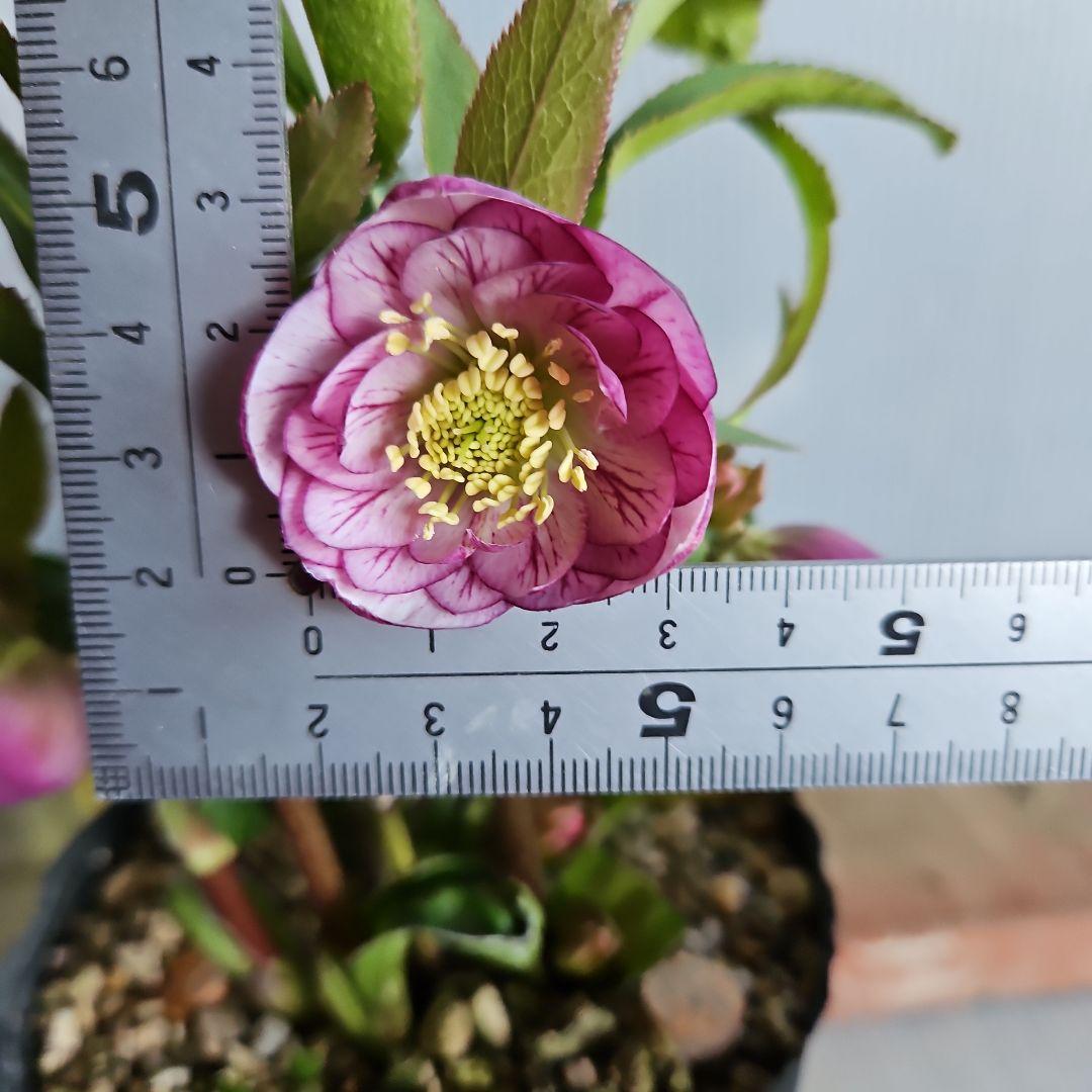 ㉖-467クリスマスローズ