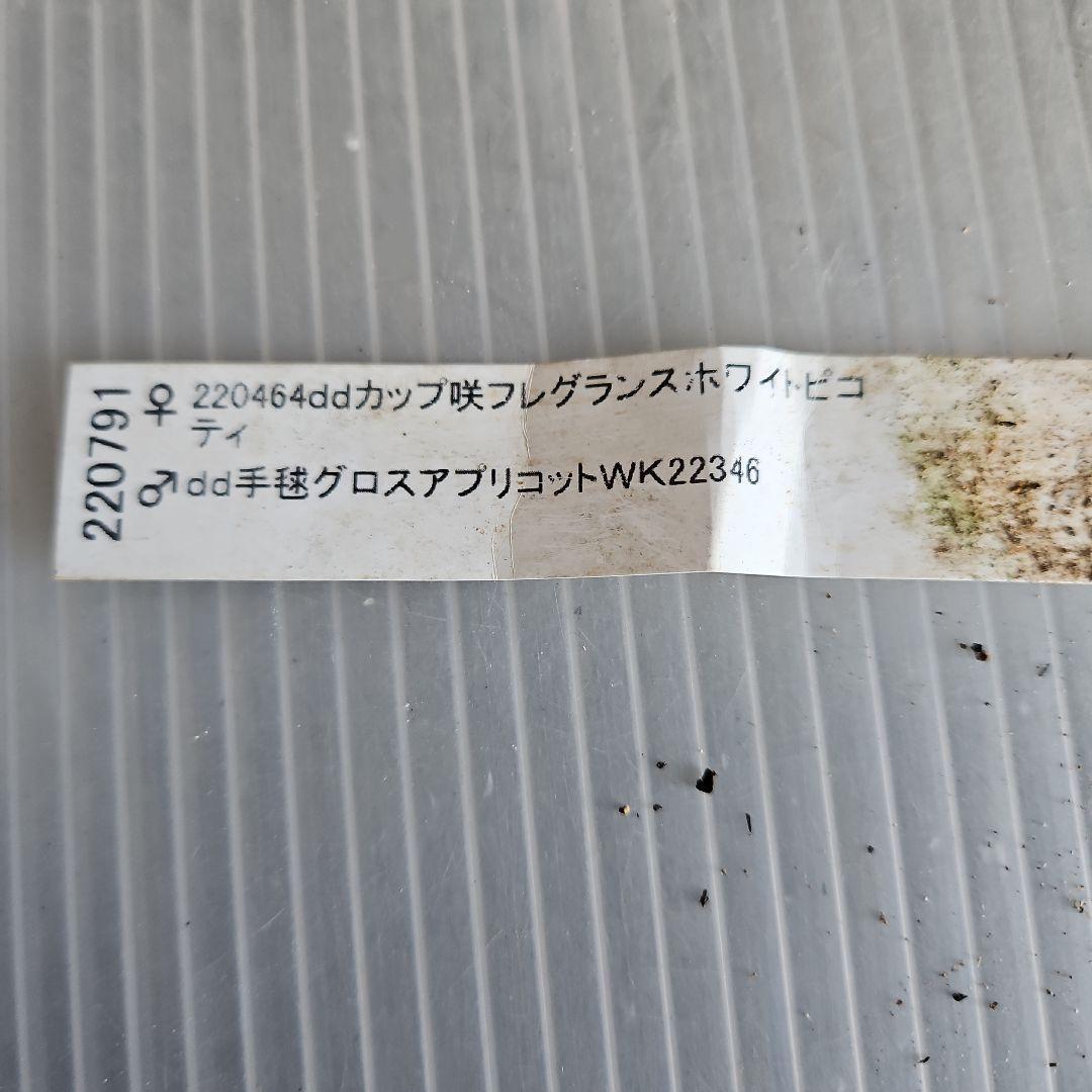 ㉖-467クリスマスローズ