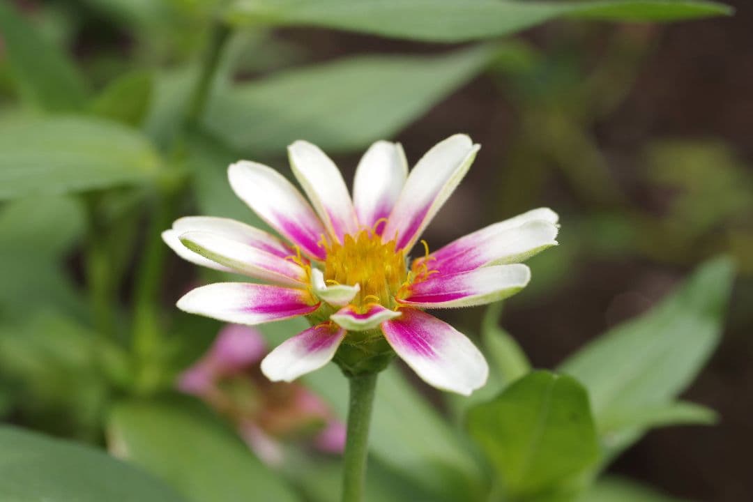 ぽ*ん様 PENTAX K-S2 デジタル一眼レフ