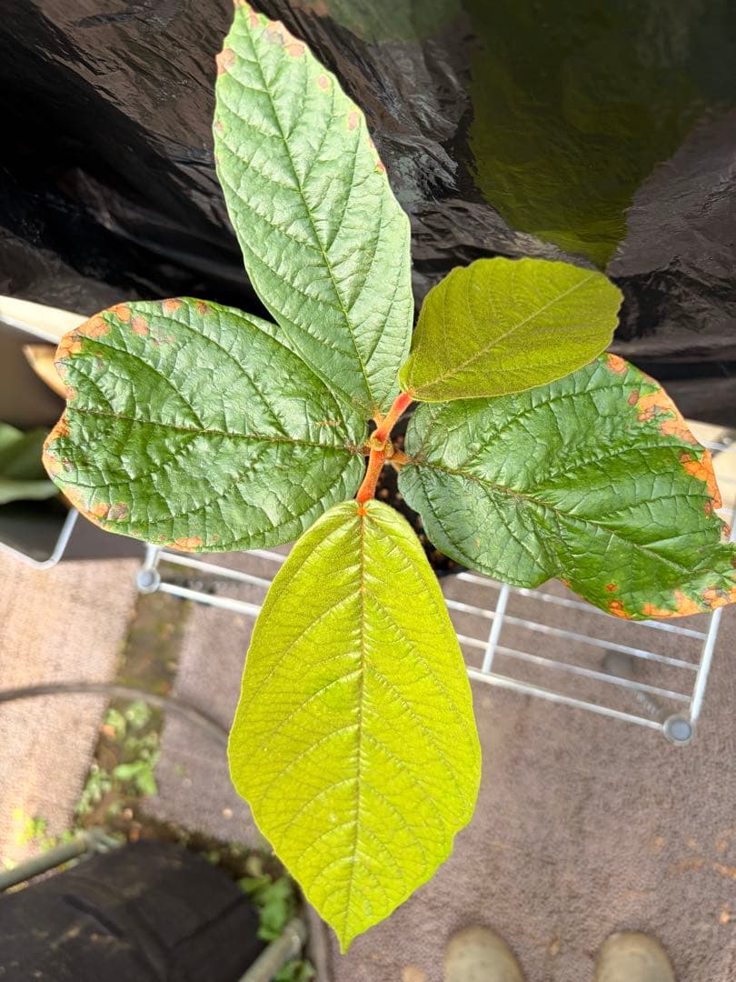 限定1株 クプアス苗 Theobroma grandiflorum