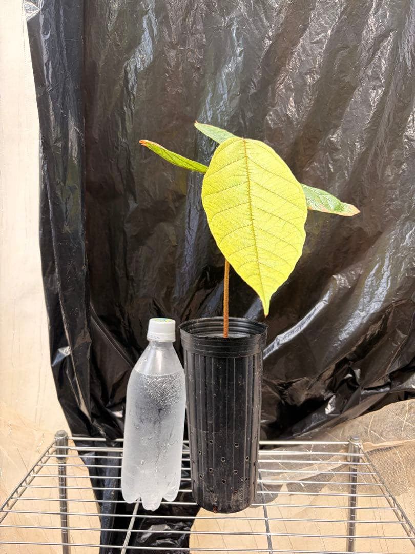 限定1株 クプアス苗 Theobroma grandiflorum