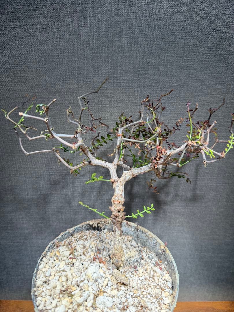 オペルクリカリア パキプス 4年株