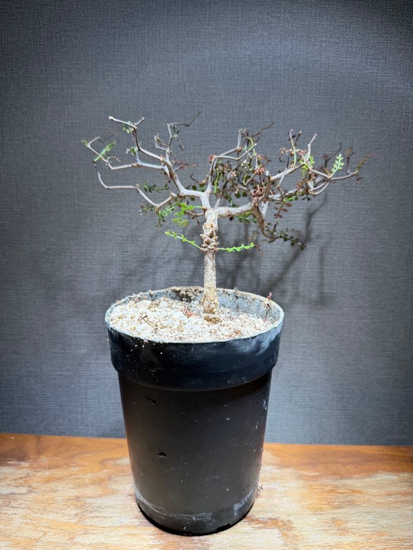 オペルクリカリア パキプス 4年株