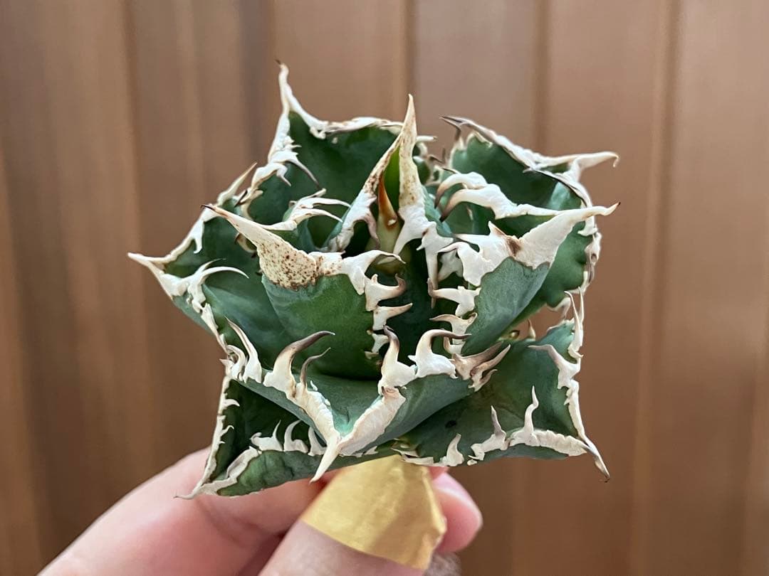 K*S様 【初売りオークション】84 選抜　コンパクト　アガベ　白豪刺　TC