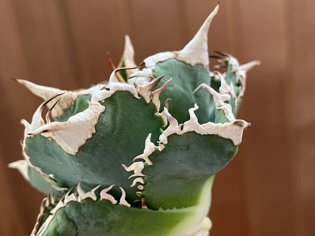 K*S様 【初売りオークション】84 選抜　コンパクト　アガベ　白豪刺　TC