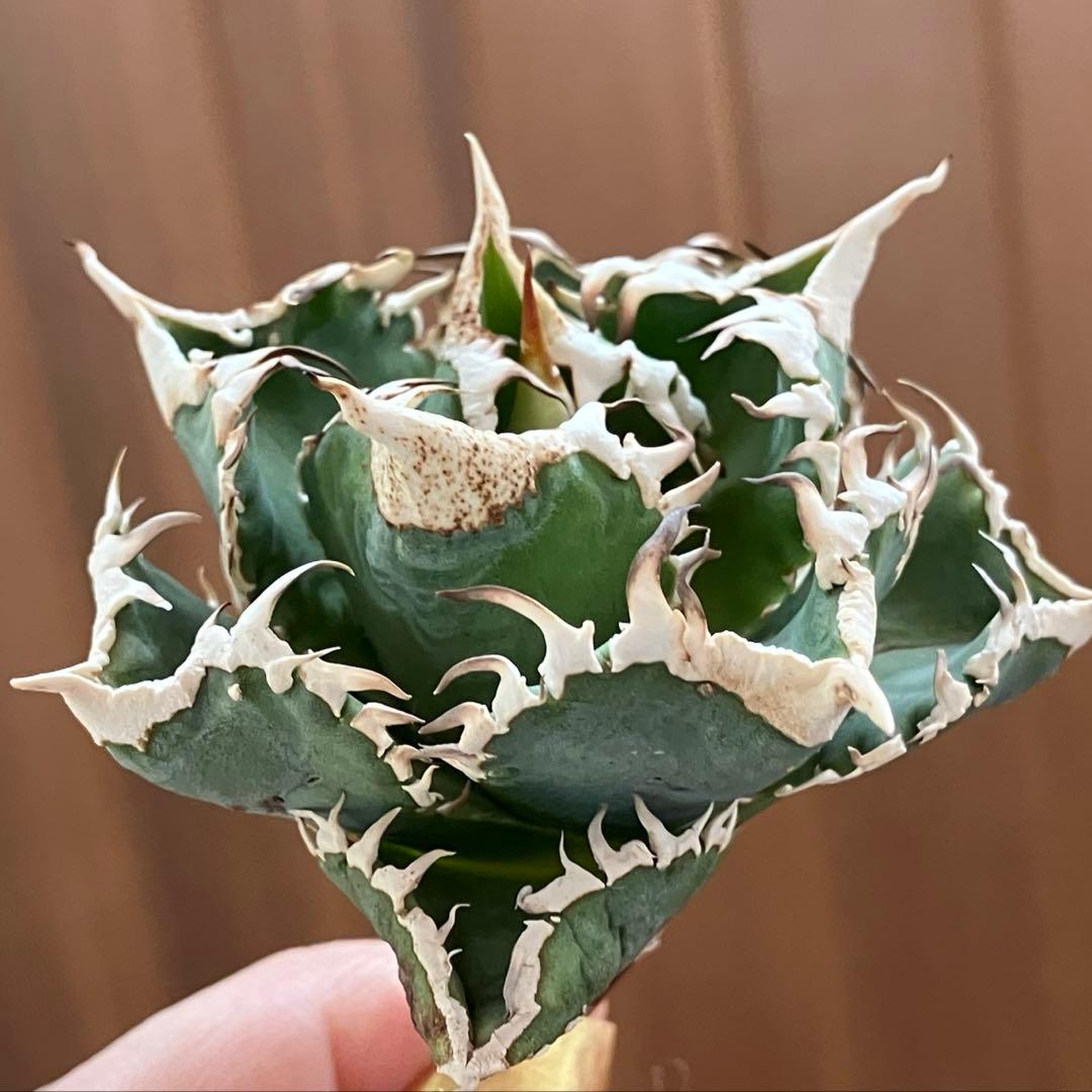 K*S様 【初売りオークション】84 選抜　コンパクト　アガベ　白豪刺　TC