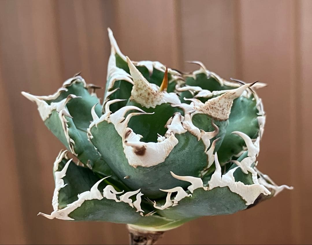 K*S様 【初売りオークション】84 選抜　コンパクト　アガベ　白豪刺　TC