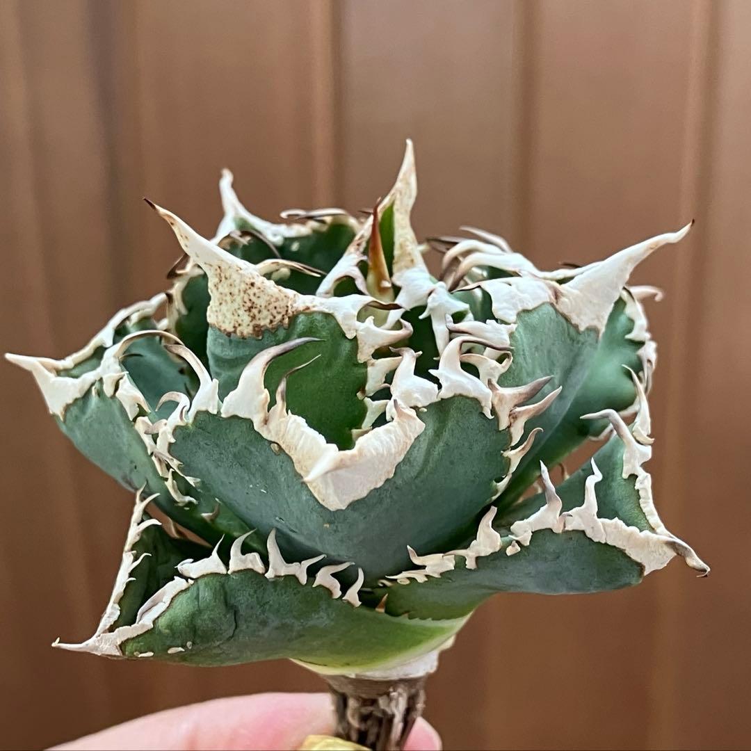 K*S様 【初売りオークション】84 選抜　コンパクト　アガベ　白豪刺　TC