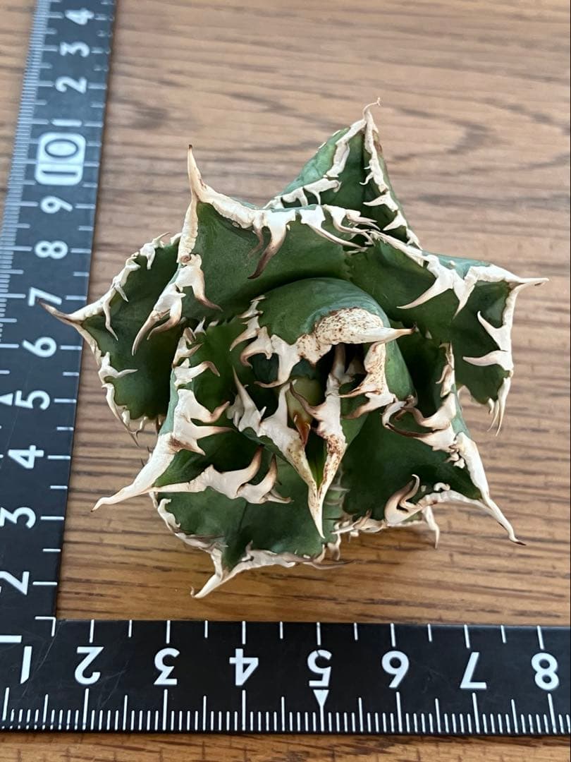 K*S様 【初売りオークション】84 選抜　コンパクト　アガベ　白豪刺　TC