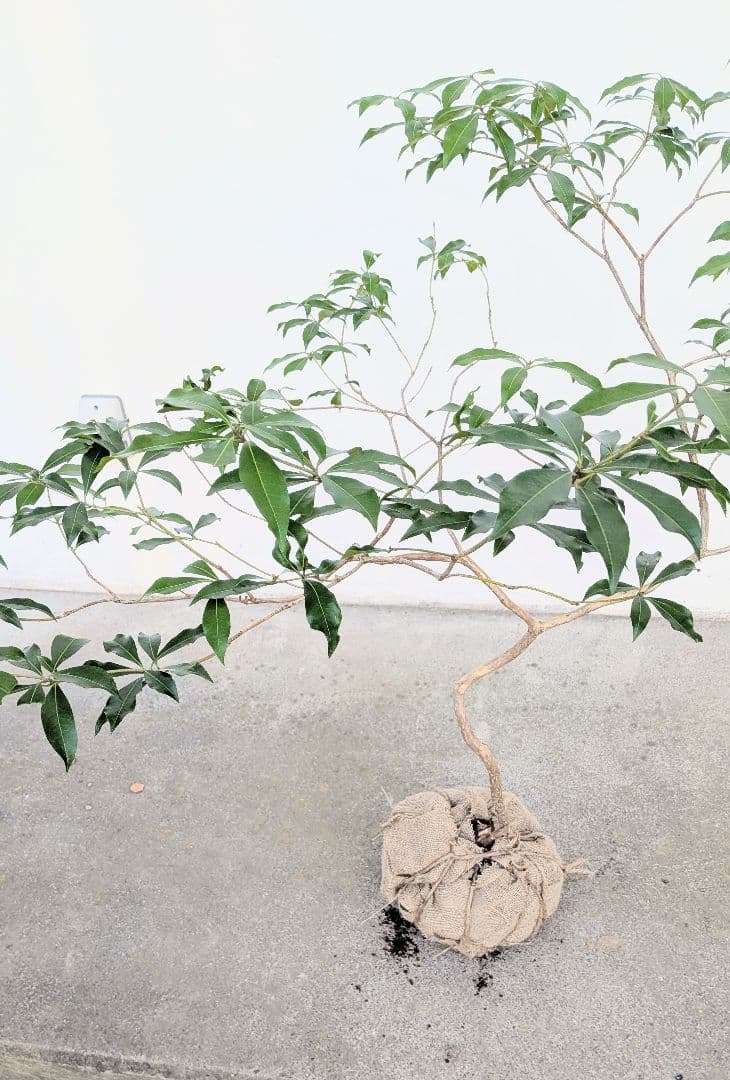 完結。山採りアセビ。