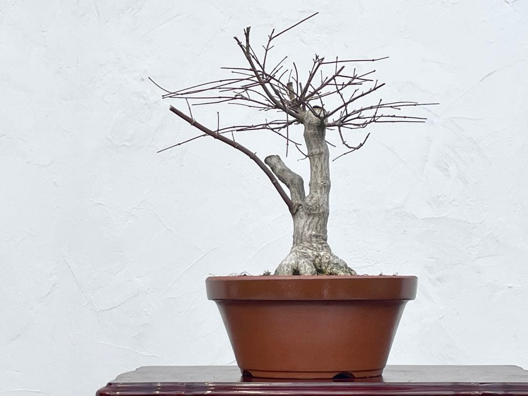 三河盆栽　デショウジョウ　出猩々　人気品種　赤系紅葉　モミジ　紅葉　根張り　素材