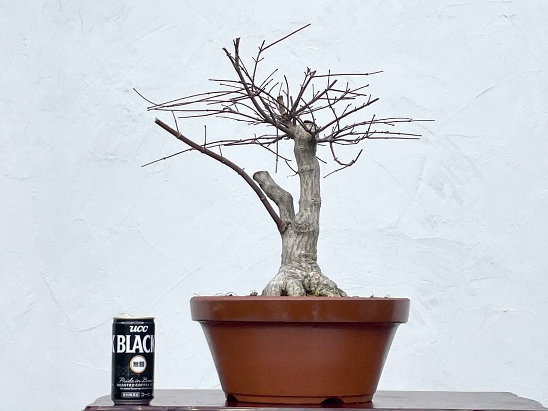 三河盆栽　デショウジョウ　出猩々　人気品種　赤系紅葉　モミジ　紅葉　根張り　素材