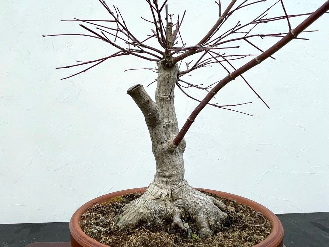 三河盆栽　デショウジョウ　出猩々　人気品種　赤系紅葉　モミジ　紅葉　根張り　素材