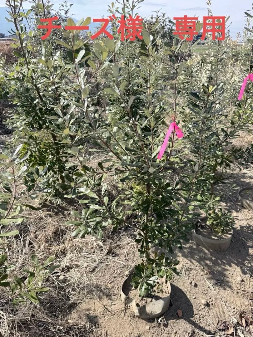 チーズ　 コーストバンクシア①