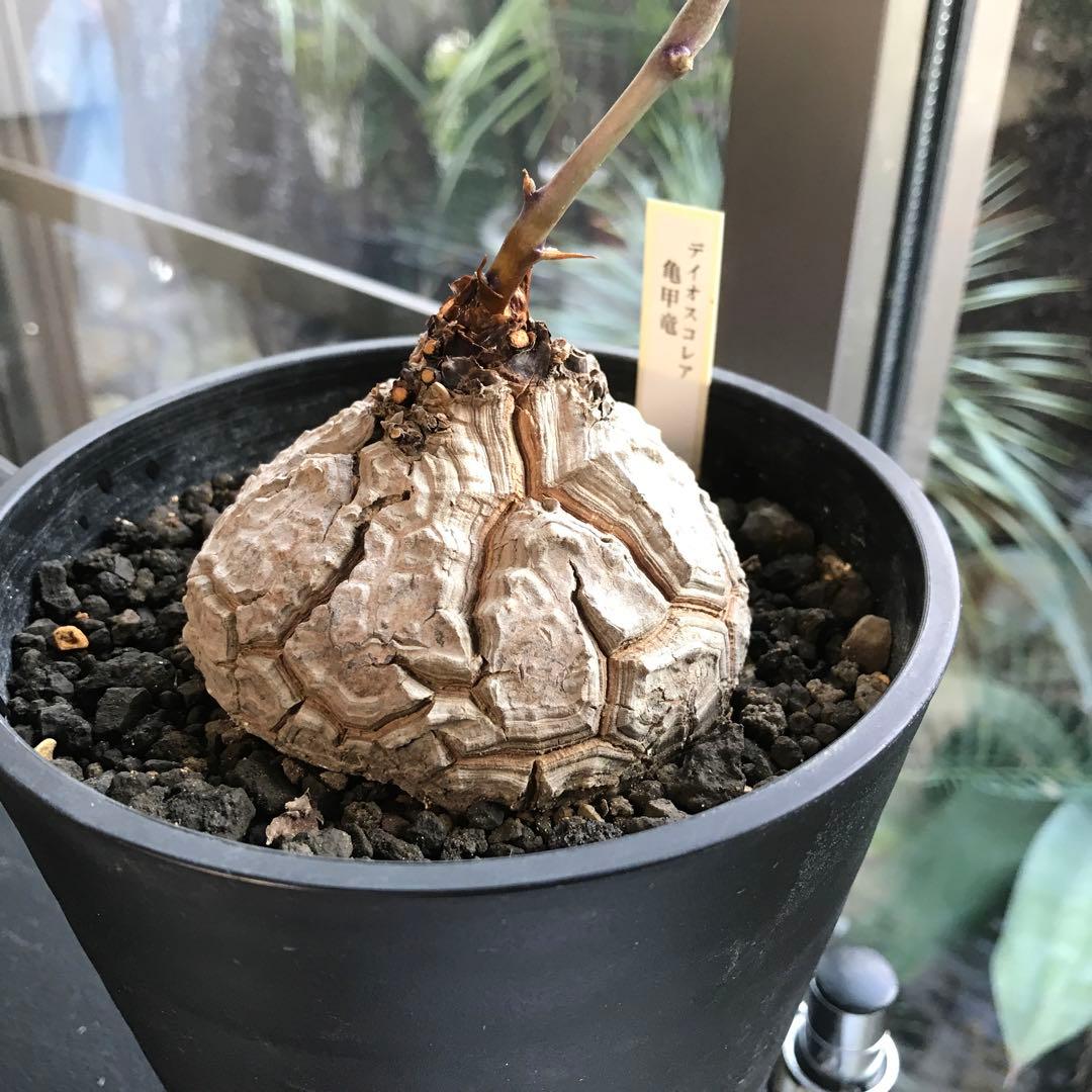 アフリカ亀甲竜迫力ある、大株です。葉を付けて、大きく成長しています。