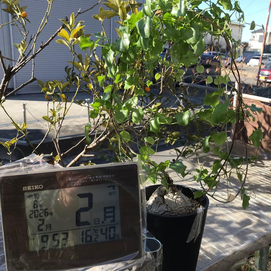 アフリカ亀甲竜迫力ある、大株です。葉を付けて、大きく成長しています。