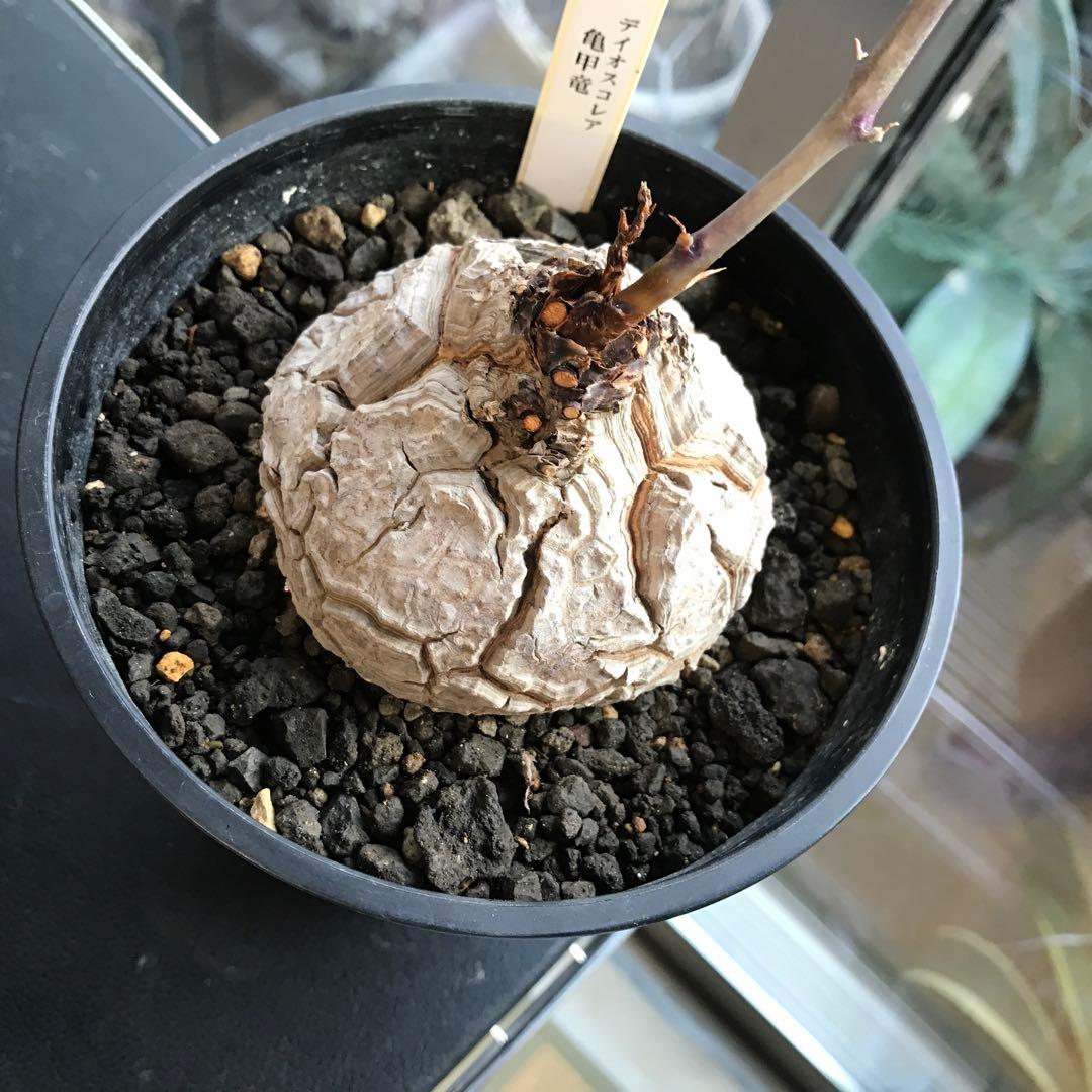 アフリカ亀甲竜迫力ある、大株です。葉を付けて、大きく成長しています。