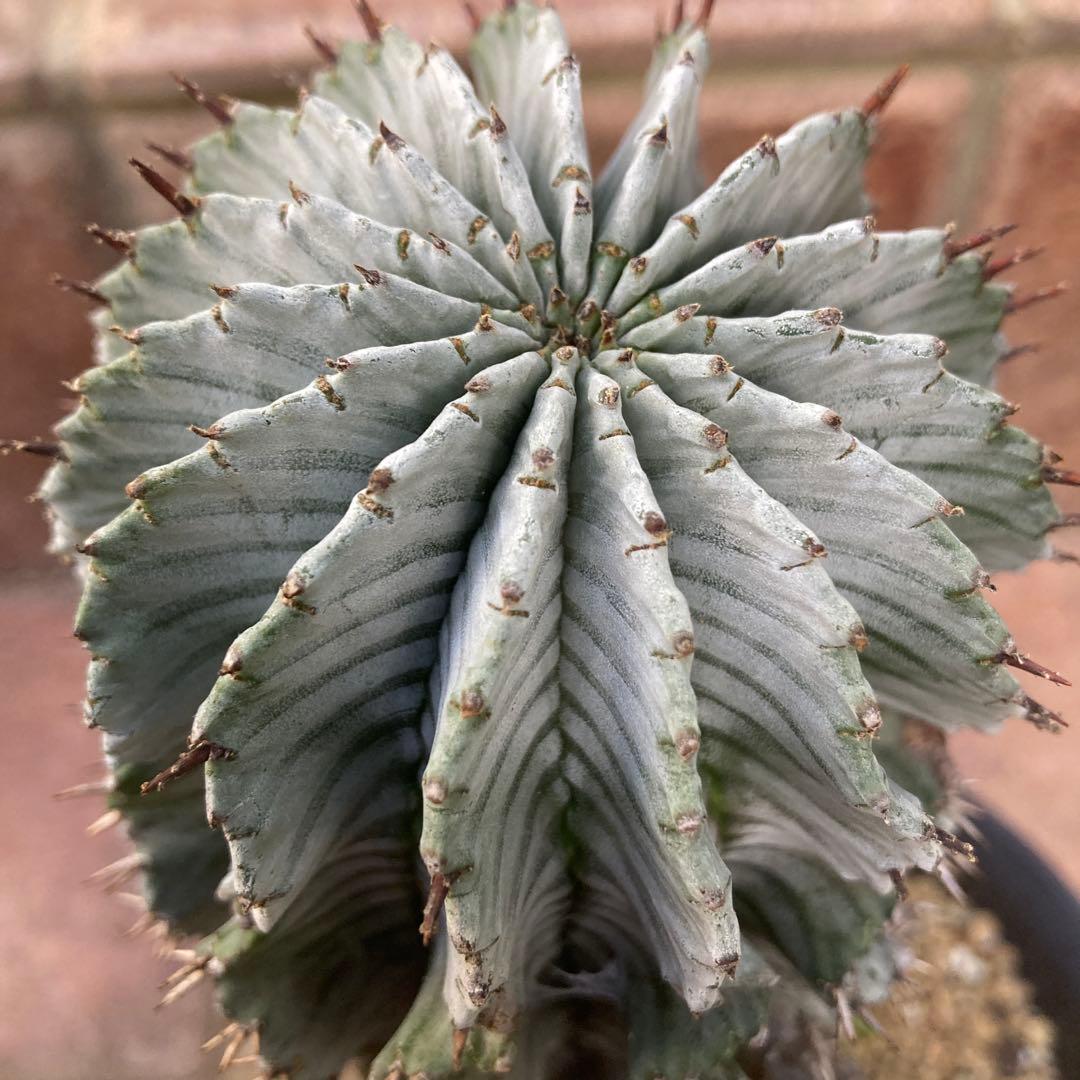 め*る様 ユーフォルビア　ホリダ