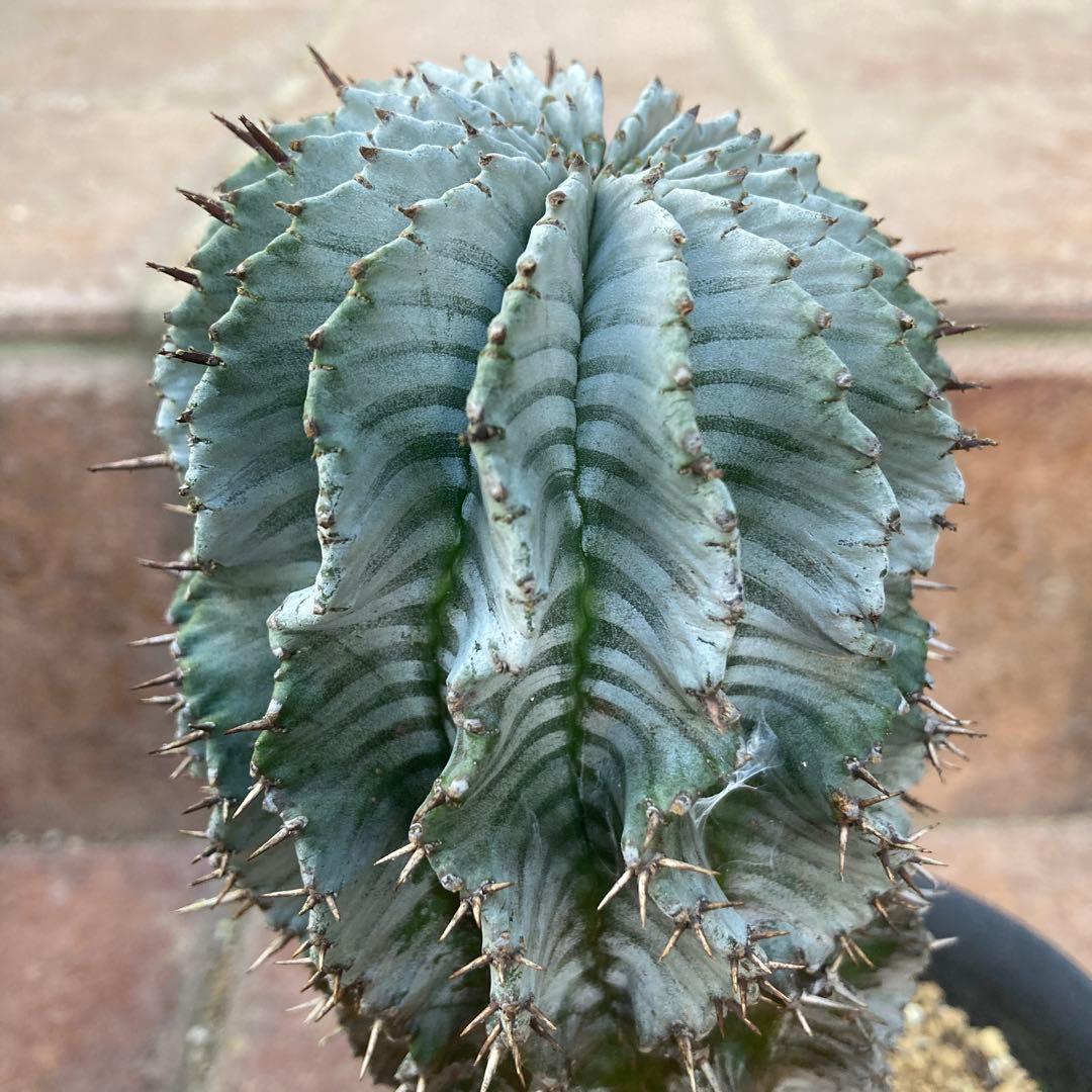 め*る様 ユーフォルビア　ホリダ