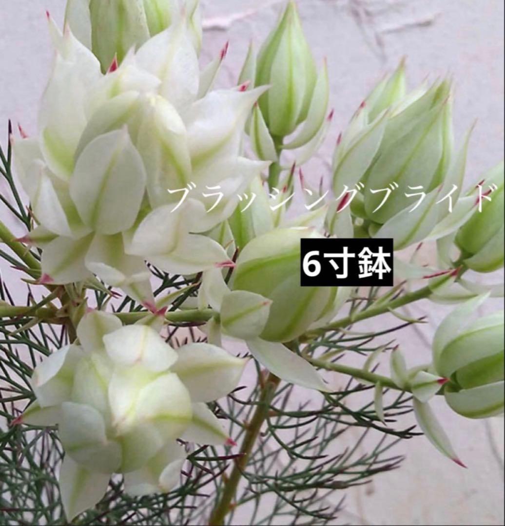 ⚠️ラスト1鉢 ジョーイセルリア　『ブラッシングブライド』　 6号鉢　花蕾17個