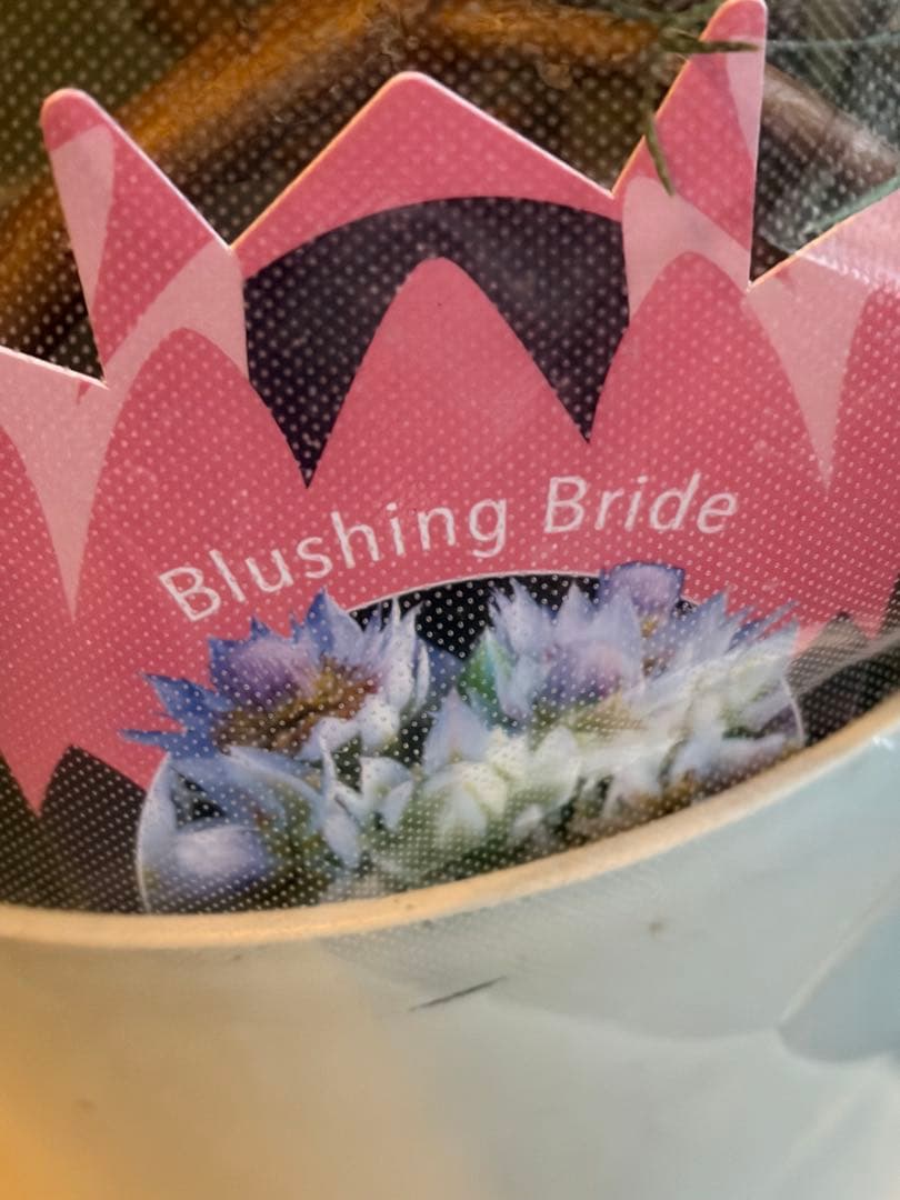 ⚠️ラスト1鉢 ジョーイセルリア　『ブラッシングブライド』　 6号鉢　花蕾17個